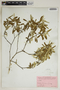 Croton linearis image