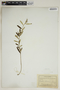 Croton linearis image