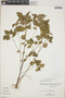 Acalypha alopecuroidea Jacq., BAHAMAS, D. S. Correll 43665, F