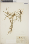 Acalypha angustifolia image
