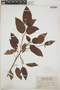 Acalypha bisetosa Spreng., PUERTO RICO, N. L. Britton 2847, F