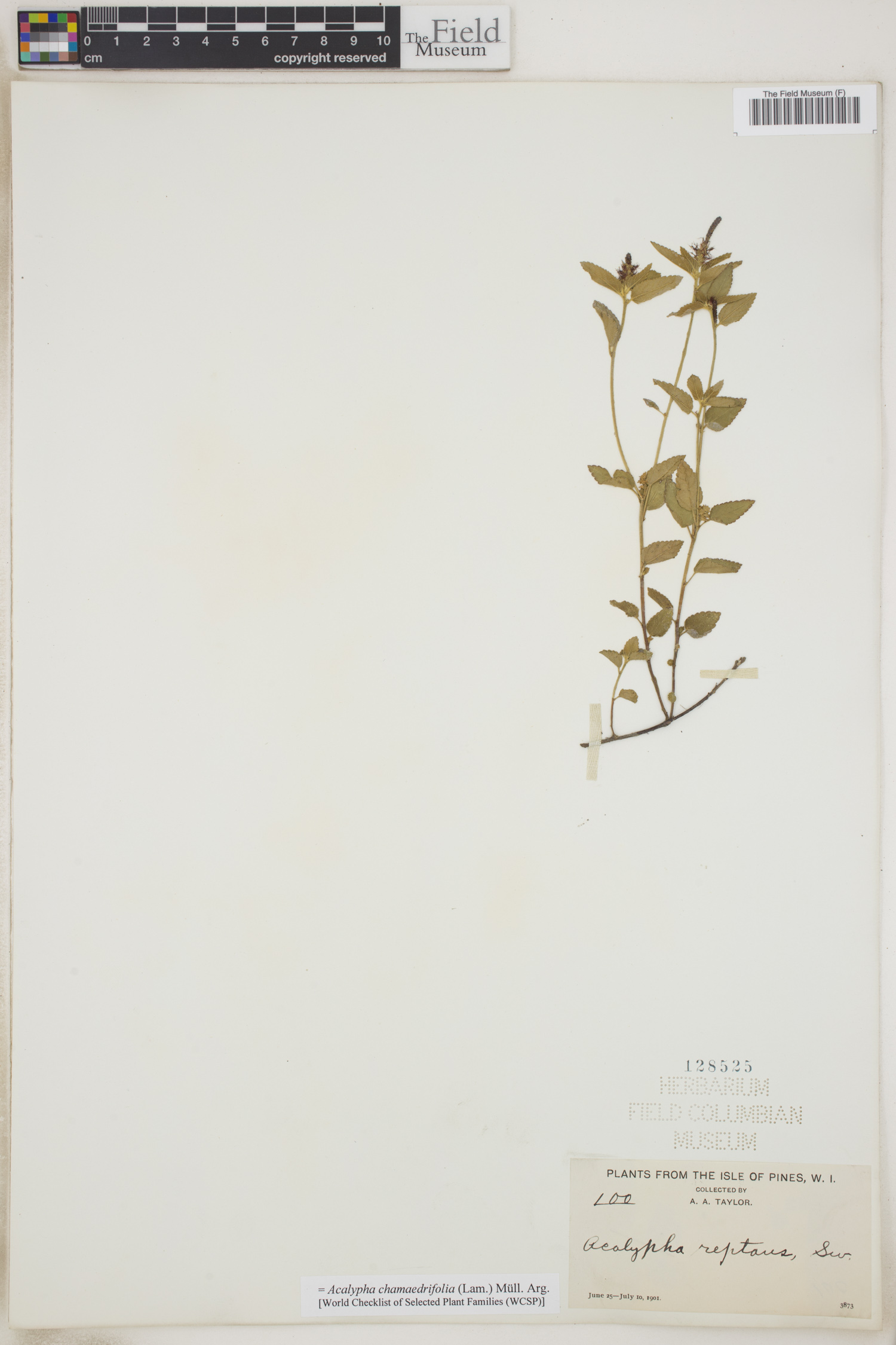 Acalypha chamaedrifolia image