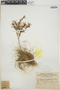 Tillandsia filifolia image