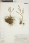 Tillandsia filifolia image