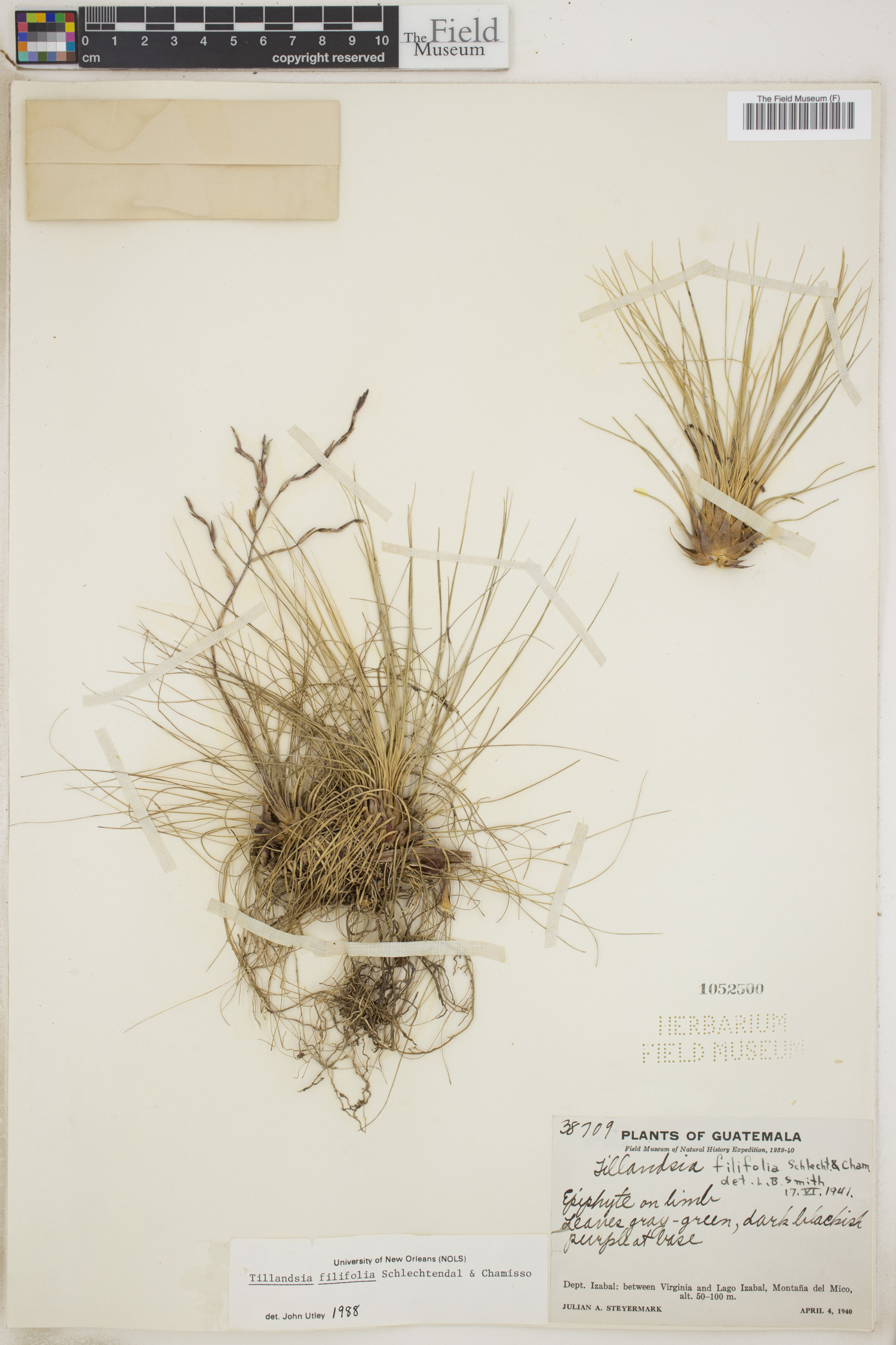 Tillandsia filifolia image