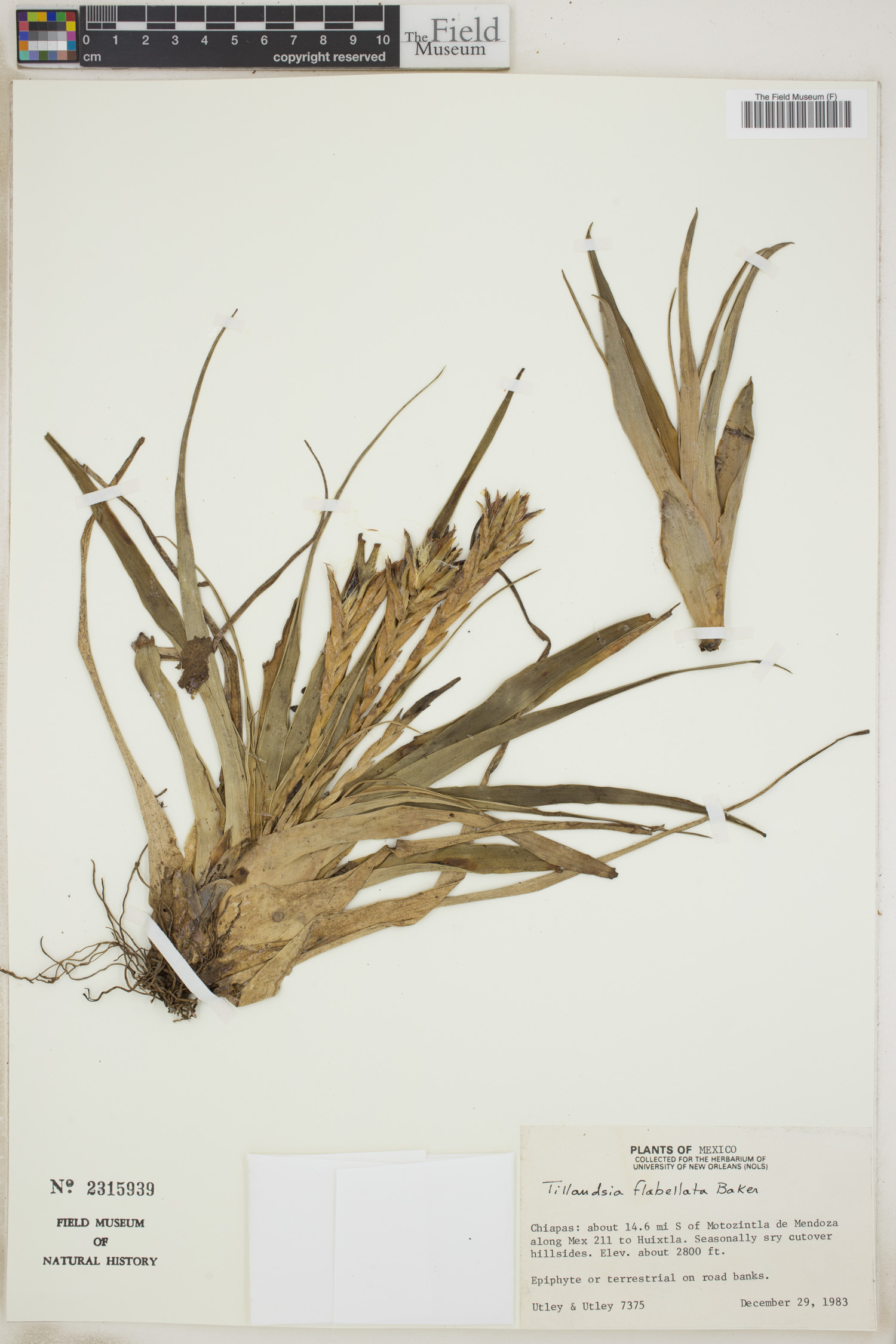 Tillandsia flabellata image