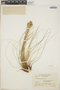 Tillandsia juncea image