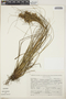 Tillandsia juncea image