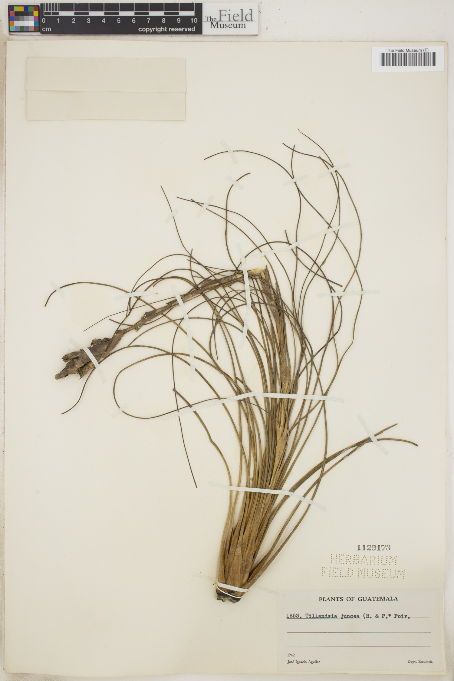 Tillandsia juncea image