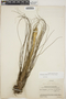 Tillandsia juncea image