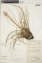 Tillandsia juncea image