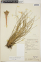 Tillandsia juncea image