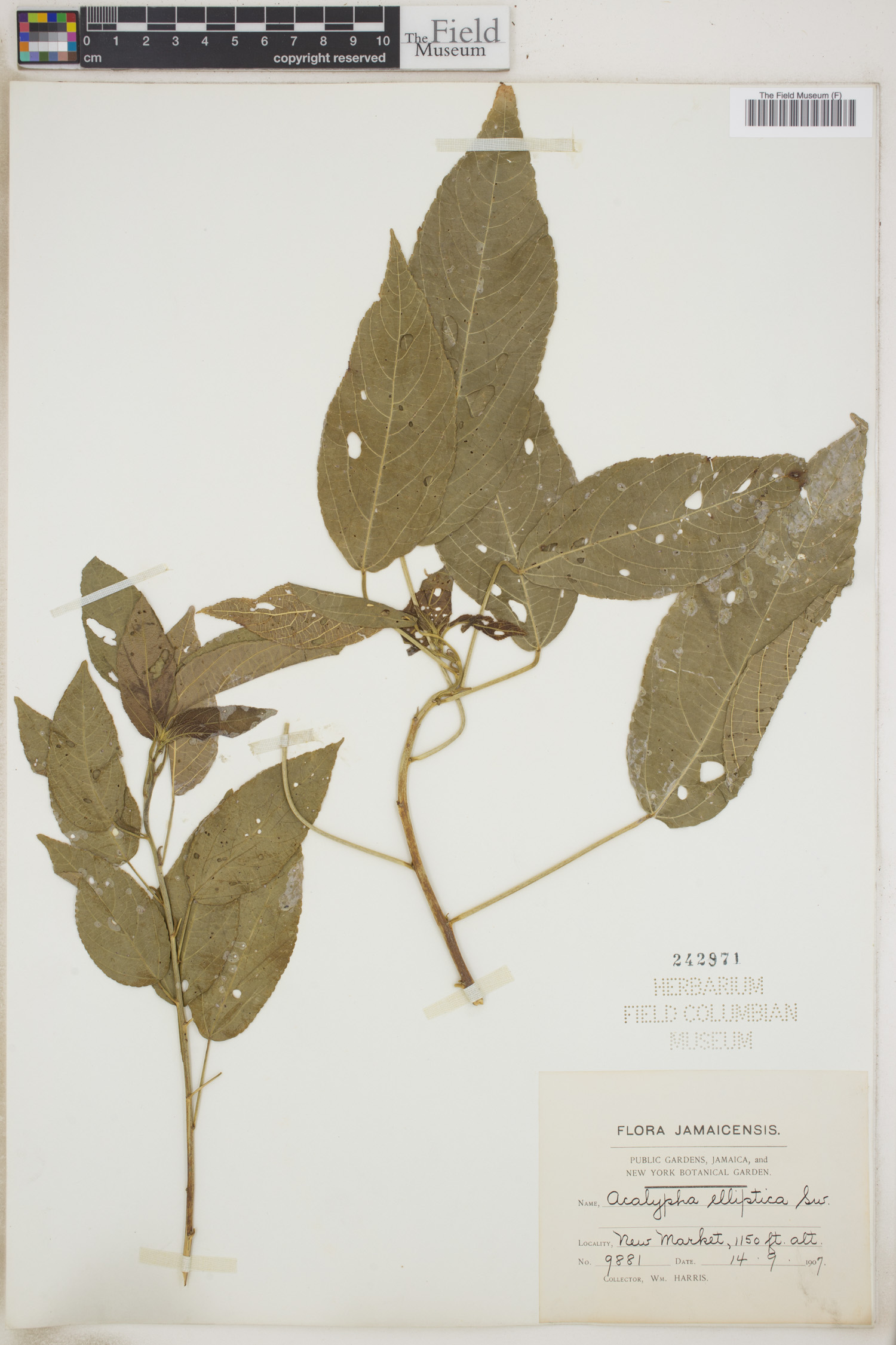 Acalypha elliptica image