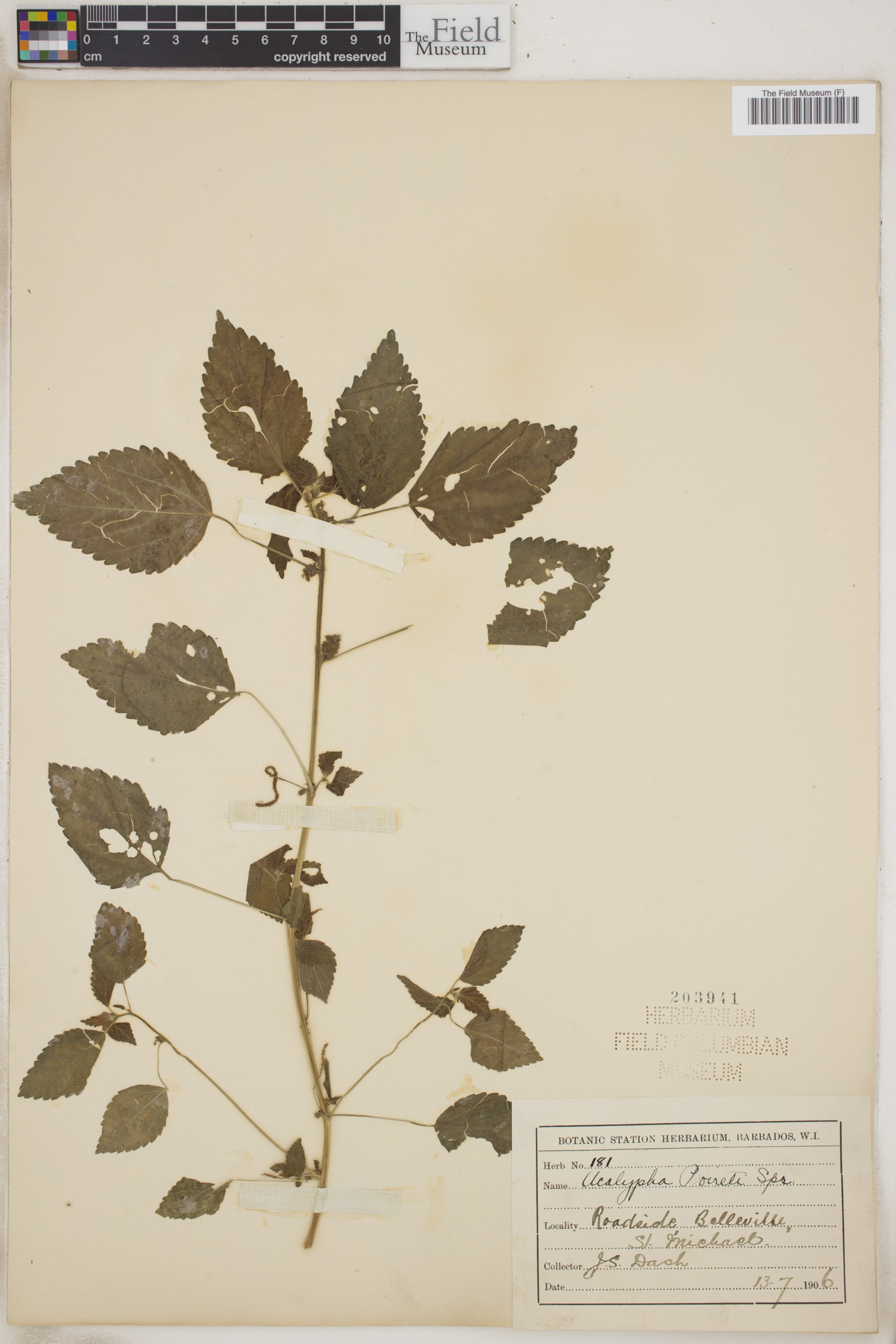 Acalypha poiretii image