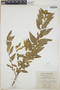 Acalypha scabrosa image