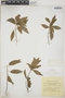 Acalypha scabrosa image
