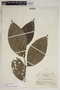 Piper jacquemontianum Kunth, Honduras, P. C. Standley 7324, F