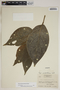 Piper jacquemontianum Kunth, Honduras, A. Molina R. 7000, F