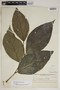 Piper jacquemontianum Kunth, Honduras, T. G. Yuncker 4780, F