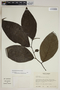 Piper jacquemontianum Kunth, Honduras, J. G. Saunders 323, F