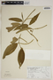 Piper lanceifolium image