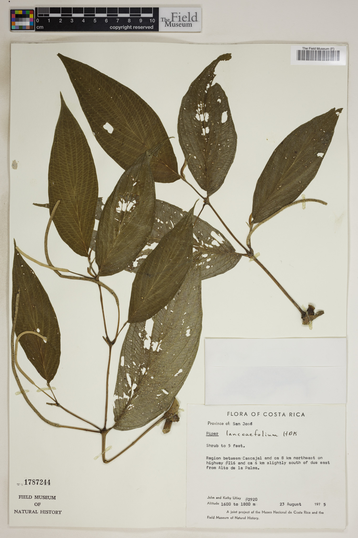 Piper lanceifolium image