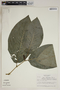 Piper latibracteum image