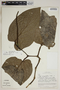 Piper longispicum image