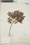 Abarema jupunba (Willd.) Britton & Killip var. jupunba, French Guiana, F