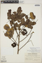 Abarema jupunba var. trapezifolia (Vahl) Barneby & J. W. Grimes, Suriname, F