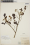Abarema jupunba var. trapezifolia (Vahl) Barneby & J. W. Grimes, British Guiana [Guyana], F
