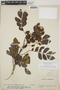 Abarema jupunba var. trapezifolia (Vahl) Barneby & J. W. Grimes, Venezuela, F