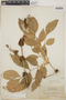 Zygia latifolia (L.) Fawc. & Rendle var. latifolia, British Guiana [Guyana], F
