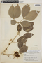 Zygia latifolia (L.) Fawc. & Rendle var. latifolia, Brazil, F