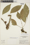 Zygia latifolia (L.) Fawc. & Rendle var. latifolia, Brazil, F
