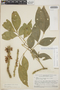 Zygia latifolia (L.) Fawc. & Rendle var. latifolia, Venezuela, F