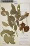 Zygia latifolia (L.) Fawc. & Rendle var. latifolia, Peru, F