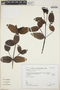 Weinmannia auriculata D. Don, Peru, K. S. Zimmerer 186, F