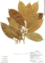 Aspidosperma darienense Woodson & Dwyer, Ecuador, G. Villa 1162, F