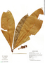 Erythroxylum macrophyllum var. macrophyllum, Ecuador, J. E. Guevara 255, F