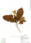 Kutchubaea semisericea Ducke, Ecuador, G. Villa 1019, F