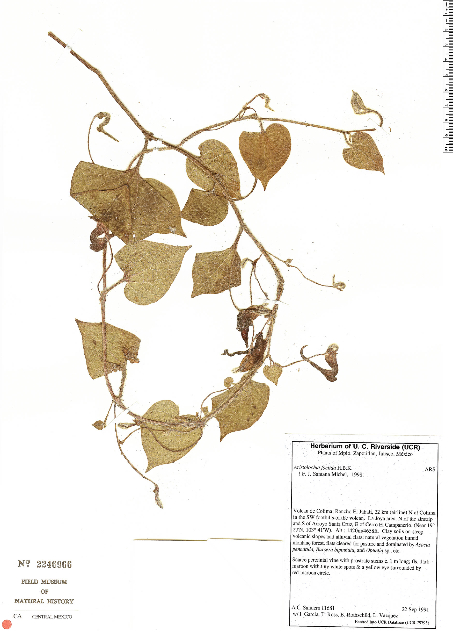 Aristolochia foetida image
