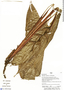 Heliconia tenebrosa J. F. Macbr., Peru, H. Beltrán 5786, F