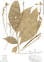 Amara (Zezea) erythrocnema Dejean, 1828, Peru, M. Ríos 680, F