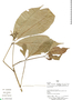 Ticorea tubiflora (A. C. Sm.) Gereau, Peru, M. Ríos 766, F