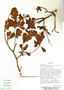 Buchenavia tetraphylla (Aubl.) R. A. Howard, Bolivia, M. Lewis 40419, F