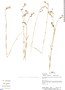 Irlbachia caerulescens (Aubl.) Griseb., Peru, H. Beltrán 2126, F
