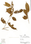 Roucheria punctata (Ducke) Ducke, Peru, P. Fine 740, F
