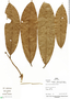 Duguetia trunciflora Maas & A. H. Gentry, Peru, I. Mesones 70, F