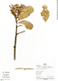 Aspidosperma pichonianum Woodson, Peru, I. Mesones 80, F